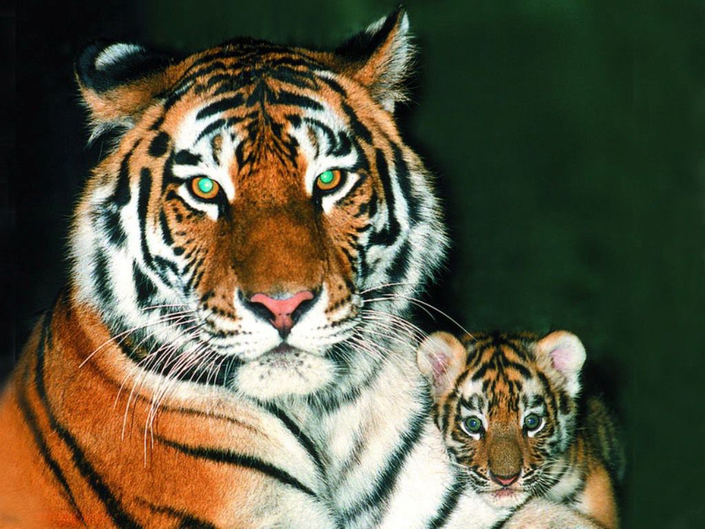 Tiger Siberian (Amur) Amur tigru