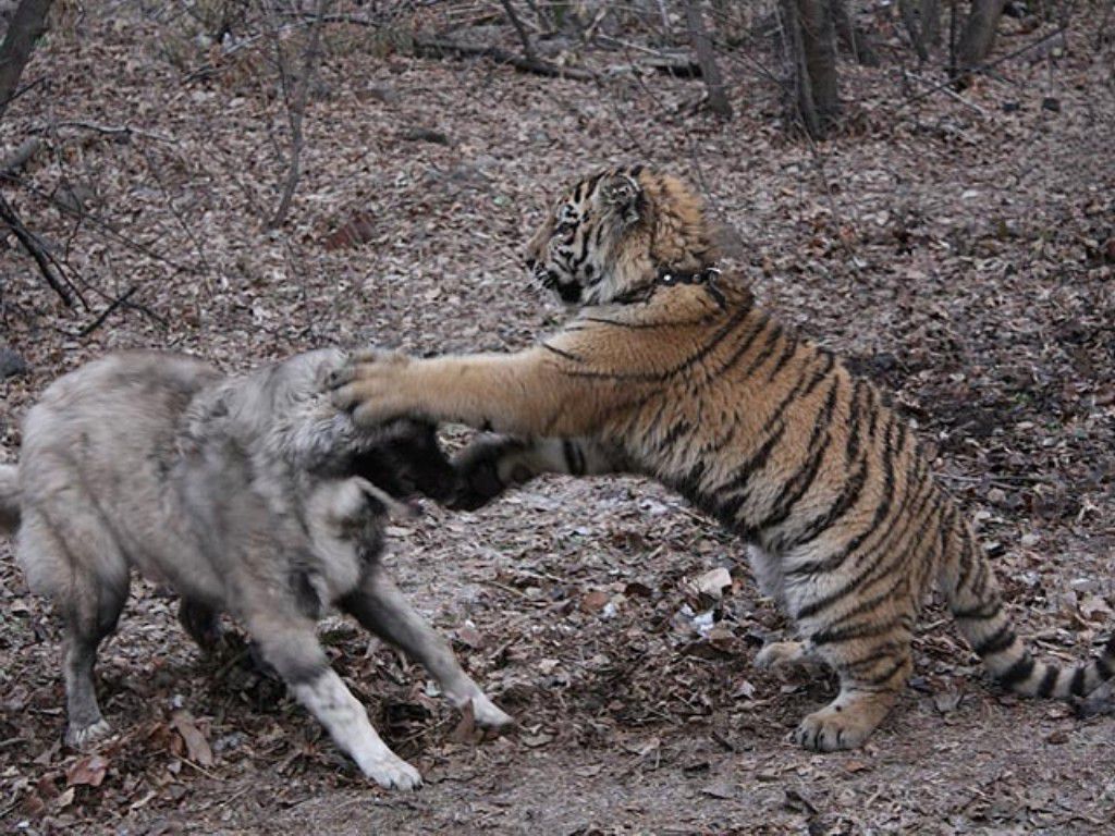 Tiger Siberian (Amur) Amur tigru