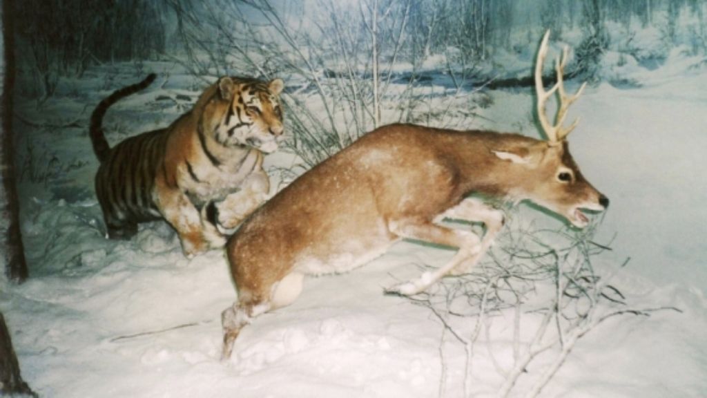 Tiger Siberian (tigru) Amur tigru