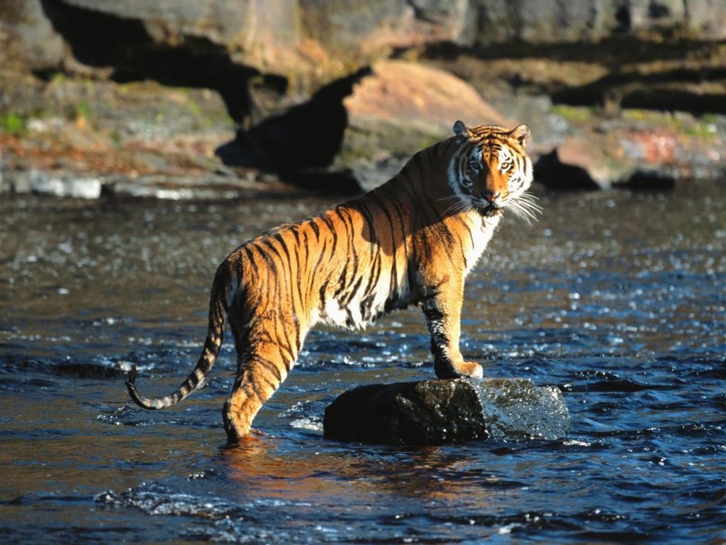 Tiger Siberian (Amur) Amur tigru