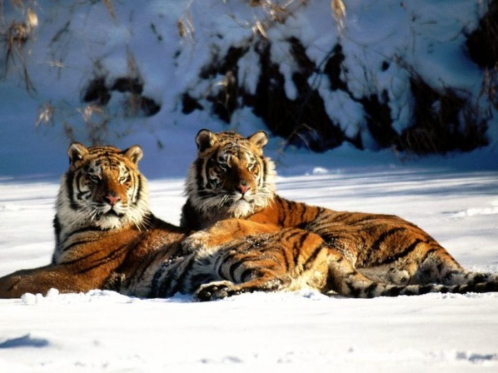 Tiger Siberian (tigru) Amur tigru