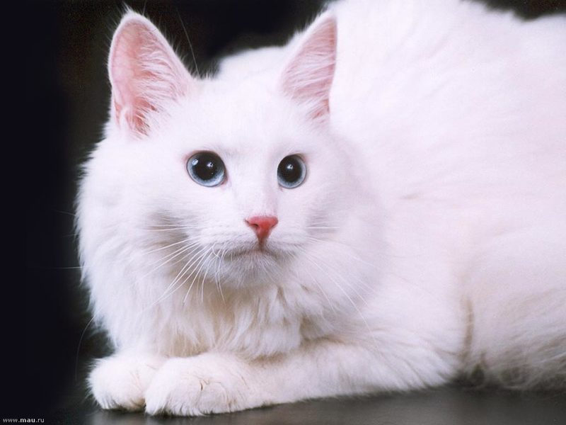 Caracteristici rasa Angora de conținut, natura și descrierea Angoras turcești vii (angor) Caracteristici rasa Angora de conținut, natura și descrierea Angoras turcești ca vii