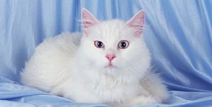 Caracteristici Angora rasa de conținutul, natura și descrierea Angoras turcești vii (descriere turcă Angora pisica rasa personajului decât pentru a hrăni pisoi fotografie caracteristica Angora cost cu o schimbare de multe în direct de revizuire proprietarul dimensiunea conținutului de îngrijire pepinieră de obicei) Caracteristici rasa Angora de conținut, natura și descrierea Angoras turcești ca vii