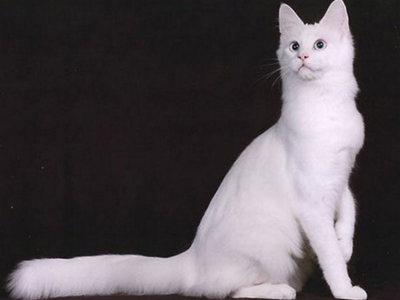 Caracteristici rasa Angora de conținut, natura și descrierea Angoras turcești vii (rocă) Caracteristici rasa Angora de conținut, natura și descrierea Angoras turcești ca vii