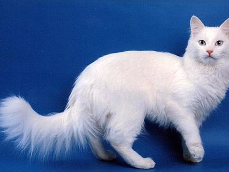 Caracteristici rasa Angora de conținut, natura și descrierea Angoras turcești vii (turcă) Caracteristici rasa Angora de conținut, natura și descrierea Angoras turcești ca vii