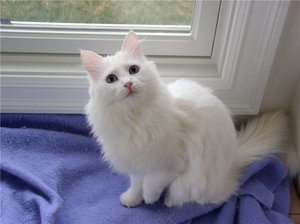 Caracteristici Angora rasa de conținutul, natura și descrierea Angoras turcești vii (descriere turcă Angora pisica rasa personajului decât pentru a hrăni pisoi fotografie caracteristica Angora cost cu o schimbare de multe în direct de revizuire proprietarul dimensiunea conținutului de îngrijire pepinieră de obicei) Caracteristici rasa Angora de conținut, natura și descrierea Angoras turcești ca vii