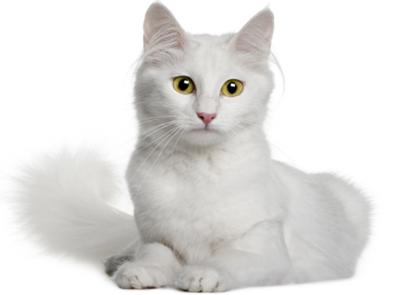 Caracteristici rasa Angora de conținut, natura și descrierea Angoras turcești vii (descriere) Caracteristici rasa Angora de conținut, natura și descrierea Angoras turcești ca vii