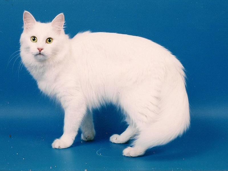 Caracteristici rasa Angora de conținut, natura și descrierea Angoras turcești vii (descriere) Caracteristici rasa Angora de conținut, natura și descrierea Angoras turcești ca vii