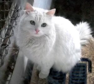 Caracteristici rasa Angora de conținut, natura și descrierea Angoras turcești vii (rocă) Caracteristici rasa Angora de conținut, natura și descrierea Angoras turcești ca vii
