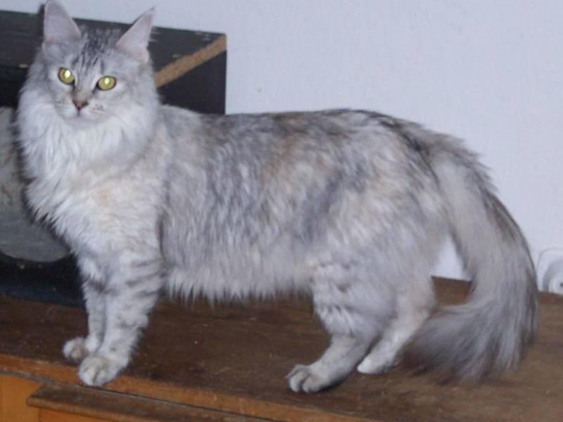 Caracteristici rasa Angora de conținut, natura și descrierea Angoras turcești vii (turcă) Caracteristici rasa Angora de conținut, natura și descrierea Angoras turcești ca vii