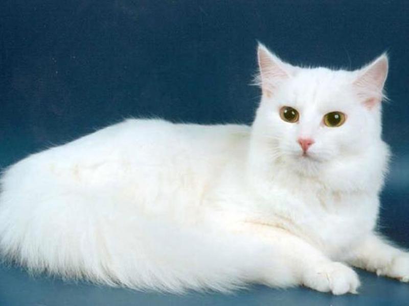 Caracteristici Angora rasa de conținutul, natura și descrierea Angoras turcești vii (descriere turcă Angora pisica rasa personajului decât pentru a hrăni pisoi fotografie caracteristica Angora cost cu o schimbare de multe în direct de revizuire proprietarul dimensiunea conținutului de îngrijire pepinieră de obicei) Caracteristici rasa Angora de conținut, natura și descrierea Angoras turcești ca vii