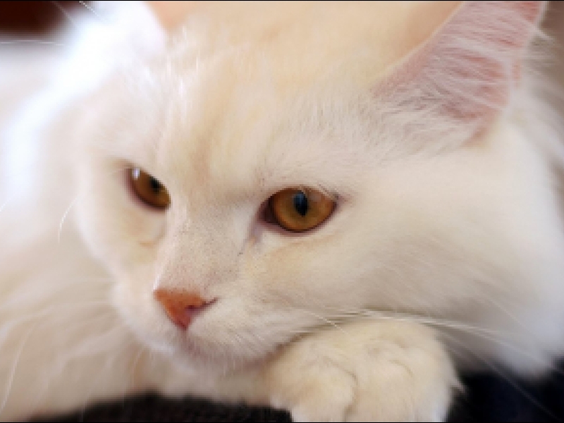 Caracteristici rasa Angora de conținut, natura și descrierea Angoras turcești vii (conținut) Caracteristici rasa Angora de conținut, natura și descrierea Angoras turcești ca vii