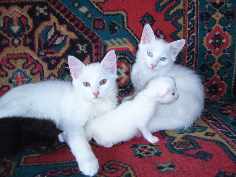 Caracteristici Angora rasa de conținutul, natura și descrierea Angoras turcești vii (descriere turcă Angora pisica rasa personajului decât pentru a hrăni pisoi fotografie caracteristica Angora cost cu o schimbare de multe în direct de revizuire proprietarul dimensiunea conținutului de îngrijire pepinieră de obicei) Caracteristici rasa Angora de conținut, natura și descrierea Angoras turcești ca vii