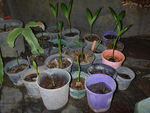 catechu Areca (foto) (de palmier) catechu Areca (foto)