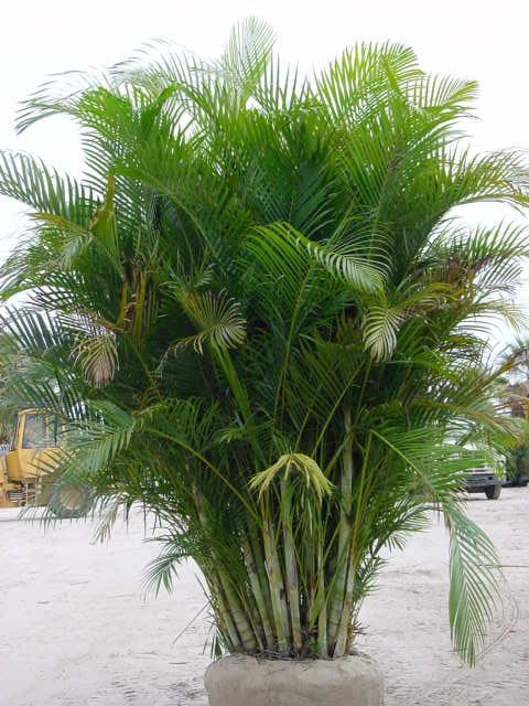 catechu Areca (foto) (betelevaya) catechu Areca (foto)