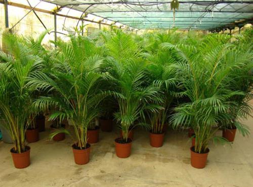 catechu Areca (foto) (foto) catechu Areca (foto)