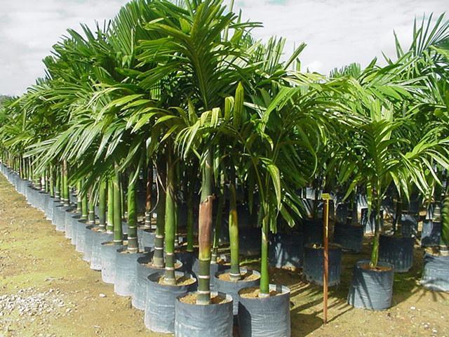 catechu Areca (foto) (betelevaya) catechu Areca (foto)