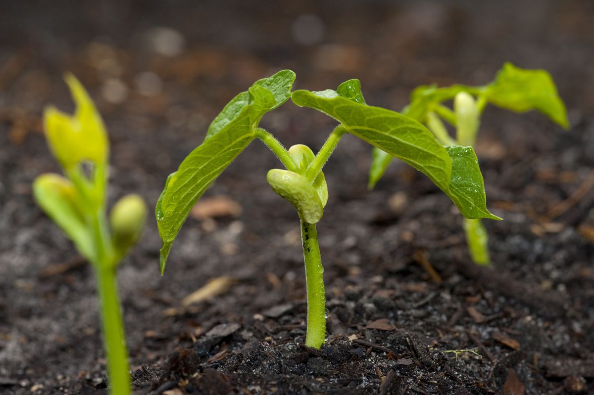 utilizarea Biogumus și aplicații (metode) utilizarea vermicompost și metode de aplicare