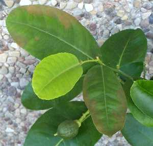 Boli de lamaie si alte plante citrice (plante) Boli de lamaie si alte plante citrice