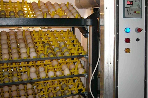 Bibilică atunci când încep să depună ouă în timpul ouarea (ouă) Bibilică atunci când încep să depună ouă în timpul producției de ouă