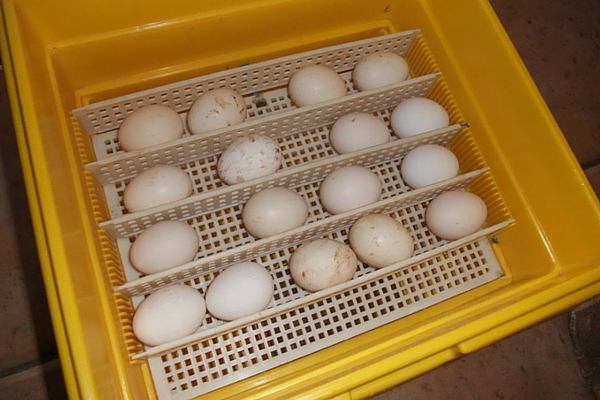 Bibilică atunci când încep să depună ouă în timpul producției de ouă (start) Bibilică atunci când încep să depună ouă în timpul producției de ouă