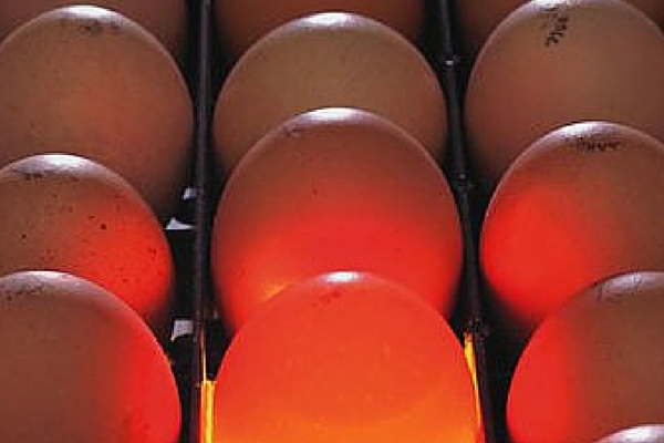 Bibilică atunci când încep să depună ouă în timpul ouarea (bibilici) Bibilică atunci când încep să depună ouă în timpul producției de ouă