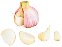 Usturoi - un antibiotic natural sigur (e) Usturoiul - antibiotic natural în condiții de siguranță