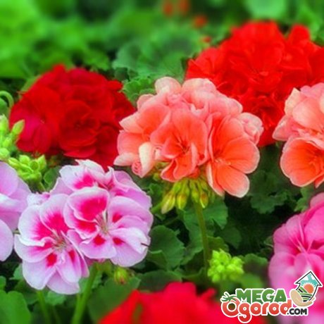 Ce Pelargonium descriere, soiuri și tehnologii de cultivare (în trei moduri principale) Ce este Pelargonium descriere, soiuri și tehnologia de cultivare