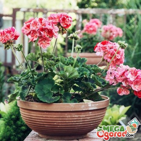 Ce este Pelargonium descriere, soiuri și tehnologia de cultivare (cultivatori cu experiență recomanda) Ce este Pelargonium descriere, soiuri și tehnologia de cultivare