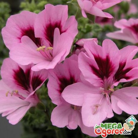 Ce este Pelargonium descriere, soiuri și tehnologia de cultivare (cultivatori cu experiență recomanda) Ce este Pelargonium descriere, soiuri și tehnologia de cultivare