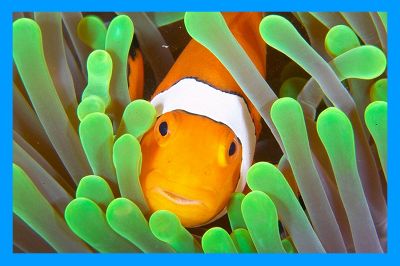 Clownfish (clownfish) un program de translator pentru skype, secolului XXI