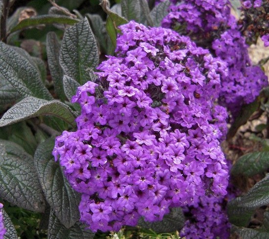 heliotrop flori (43 poze) vera, briza marii, porturile de agrement, în creștere din semințe, plantare, îngrijire (heliotrop) Flower heliotrop (43 poze) vera, briza marii, porturile de agrement, în creștere din semințe, plantare, îngrijire