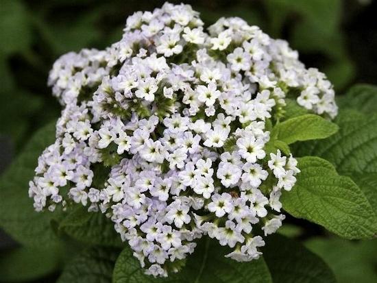 Flower heliotrop (43 poze) vera, briza marii, porturile de agrement, în creștere din semințe, plantare, îngrijire în (mare) Flower heliotrop (43 poze) vera, briza marii, porturile de agrement, în creștere din semințe, plantare, îngrijire