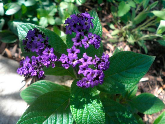 Flower heliotrop (43 poze) vera, briza marii, porturile de agrement, în creștere din semințe, plantare, îngrijire în (mare) Flower heliotrop (43 poze) vera, briza marii, porturile de agrement, în creștere din semințe, plantare, îngrijire