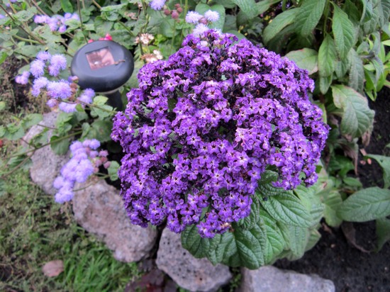 Flower heliotrop (43 poze) vera, briza marii, porturile de agrement, în creștere din semințe, plantare, îngrijire