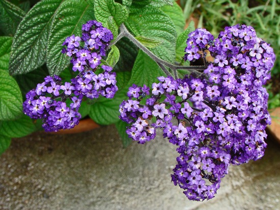 Flower heliotrop (43 poze) vera, briza marii, porturile de agrement, în creștere din semințe, plantare, îngrijire în (mare) Flower heliotrop (43 poze) vera, briza marii, porturile de agrement, în creștere din semințe, plantare, îngrijire