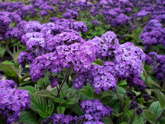heliotrop flori (43 poze) vera, briza marii, porturile de agrement, în creștere din semințe, plantare, îngrijire într-un (tree-like) Flower heliotrop (43 poze) vera, briza marii, porturile de agrement, în creștere din semințe, plantare, îngrijire