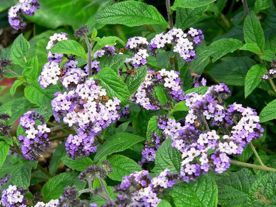 heliotrop flori (43 poze) vera, briza marii, porturile de agrement, în creștere din semințe, plantare, îngrijire (heliotrop) Flower heliotrop (43 poze) vera, briza marii, porturile de agrement, în creștere din semințe, plantare, îngrijire