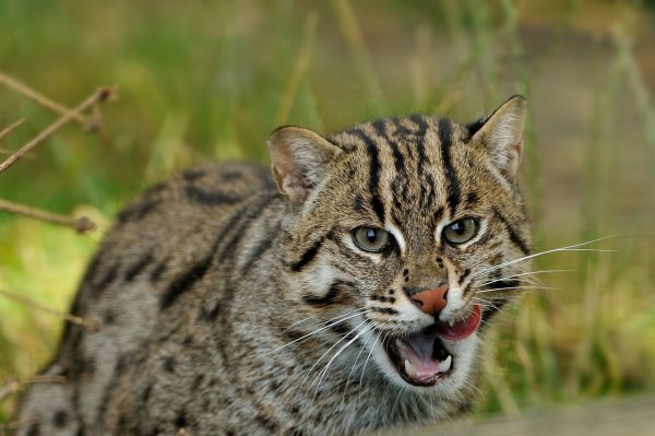 pisica asiatica pisica sălbatică pește (felis viverrina) - o sursă de bună dispoziție