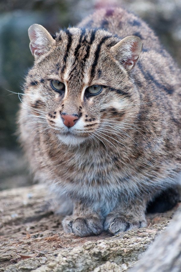 pisica asiatica pisica sălbatică pește (felis viverrina) - o sursă de bună dispoziție