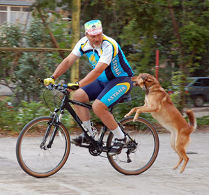 În cazul în care un câine alungare mașini, cicliști și alte obiecte mobile (Repeat câteva) În cazul în care un câine alungare mașini, cicliști și alte obiecte în mișcare