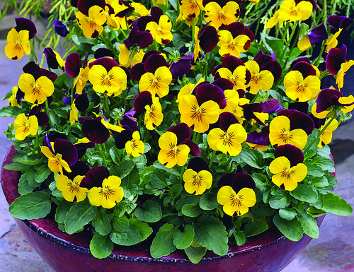 Violet (Viola), excitat (corn) Violet (Viola) încornorat