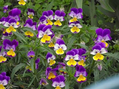 Violet (Viola) încornorat