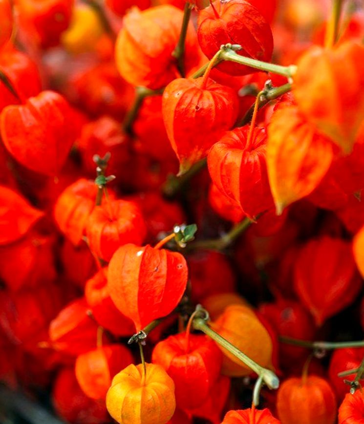 Physalis - cultivarea, îngrijire, transplant și reproducere