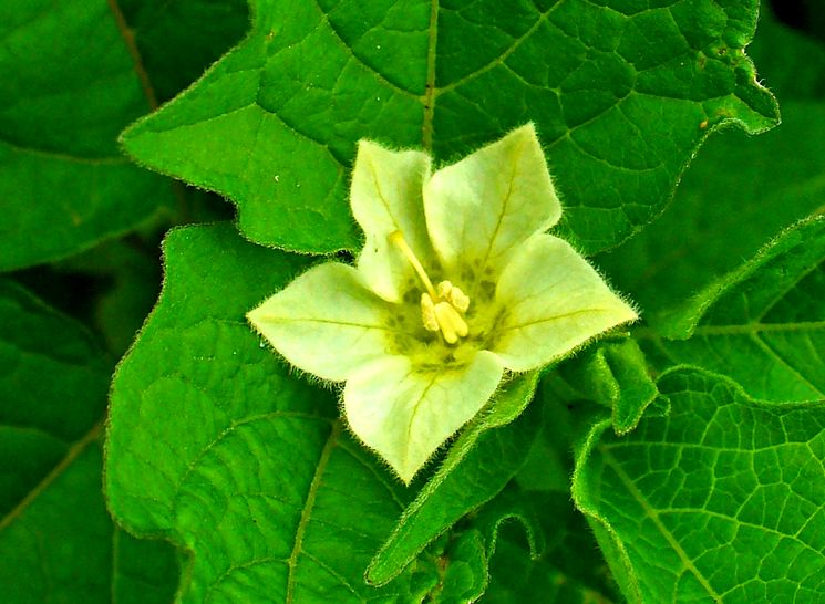 Physalis - cultivarea, îngrijire, transplant și reproducere