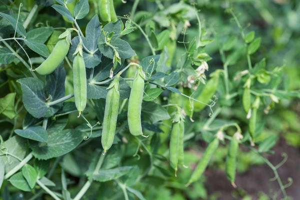 plantare Mazăre, îngrijire pentru mazăre, dăunătorilor