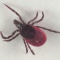 infecții fungice la copii - Medical Journal (infecție) infecție fungică la copii - Medical Journal