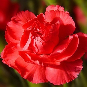 Carnation - proprietățile magice și medicinale de plante - toate materialele - • zonatigra • (Carnation) Carnation - proprietățile magice și de plante medicinale - toate materialele - • • zonatigra