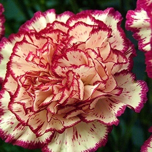 Carnation - proprietățile magice și medicinale de plante - toate materialele - • zonatigra • (proprietăți) Carnation - proprietățile magice și de plante medicinale - toate materialele - • • zonatigra