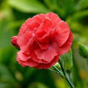 Carnation - proprietățile magice și medicinale de plante - toate materialele - • zonatigra • (de asemenea, roz) Carnation - proprietățile magice și de plante medicinale - toate materialele - • • zonatigra